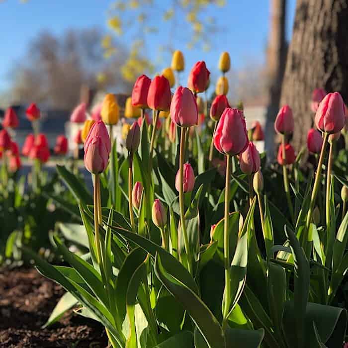 What to stash this week: spring in bloom