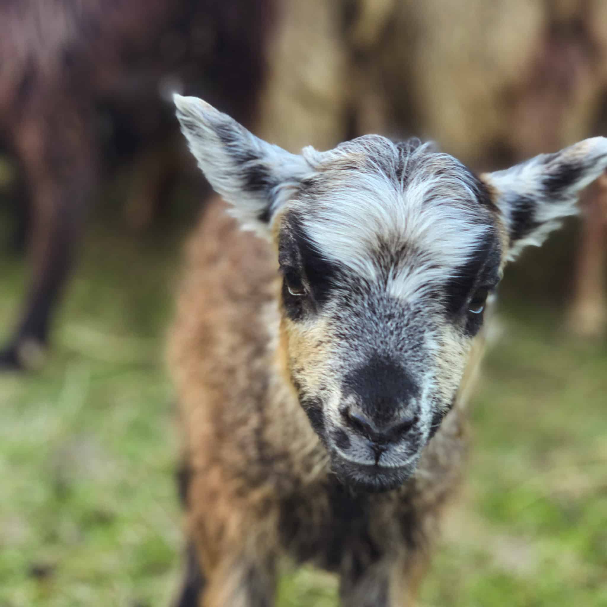 A brown, black and white lamb.