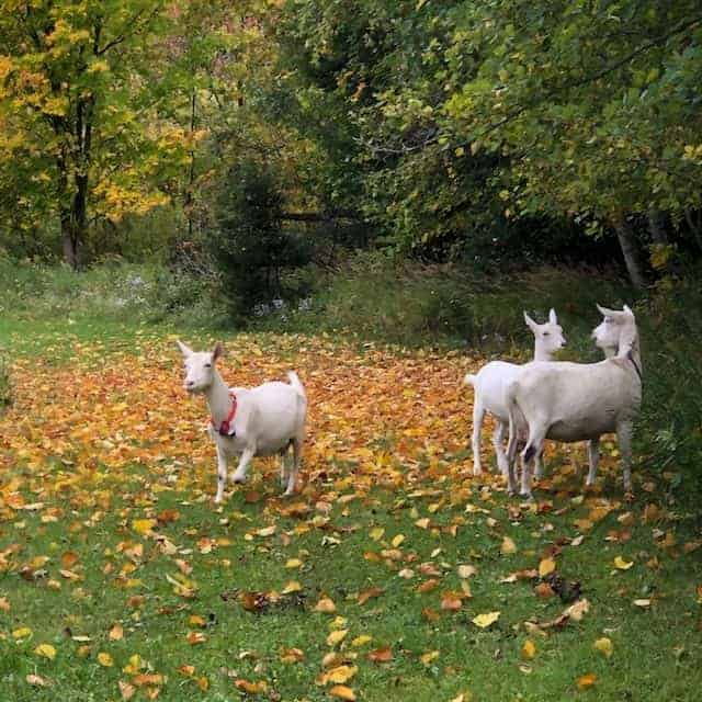 Three goats with fall leaves. 