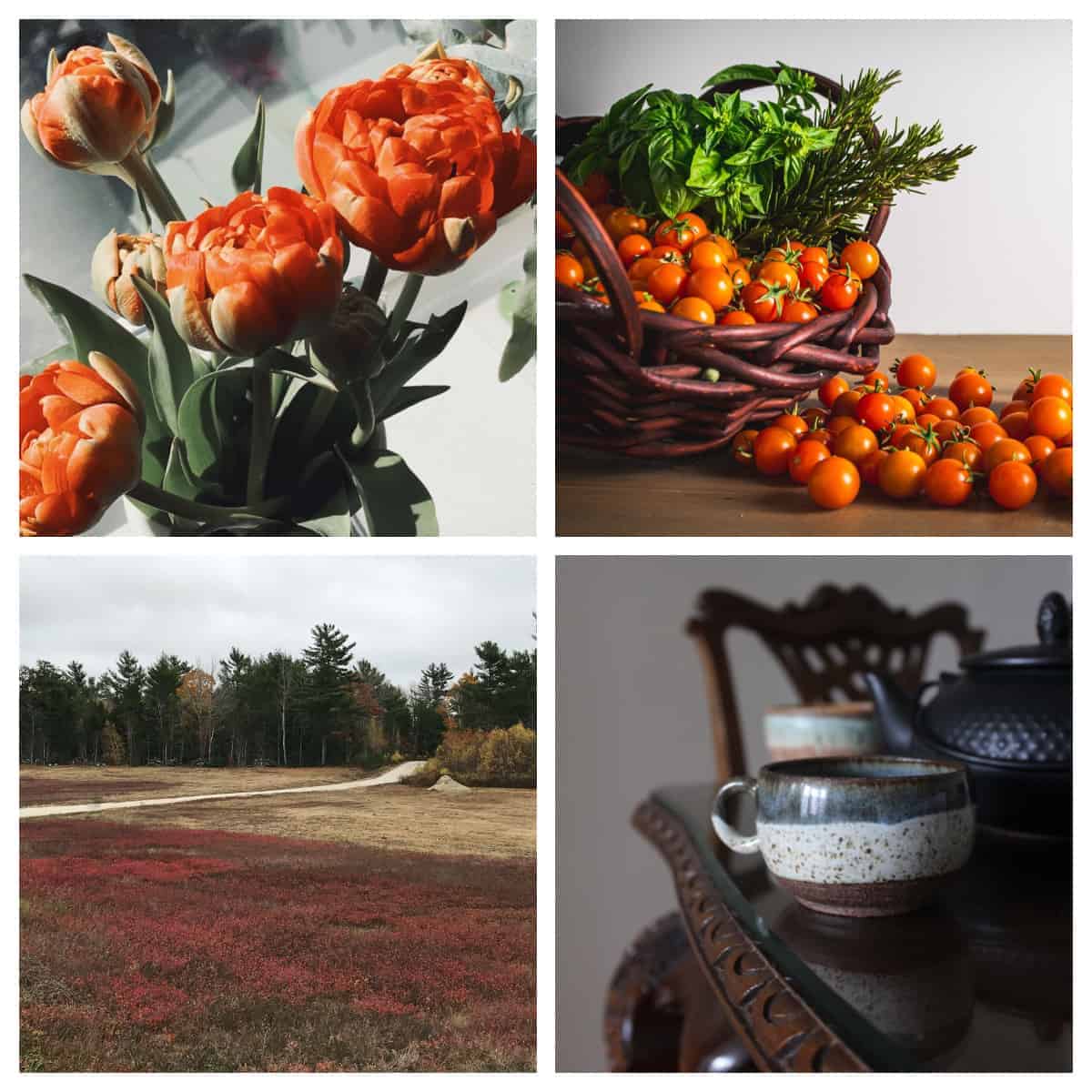 A collage with a orange flowers, cherry tomatoes, a ceramic mug and a field of blueberries.
