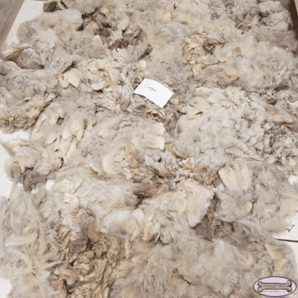 An unwashed grey fleece of a sheep.