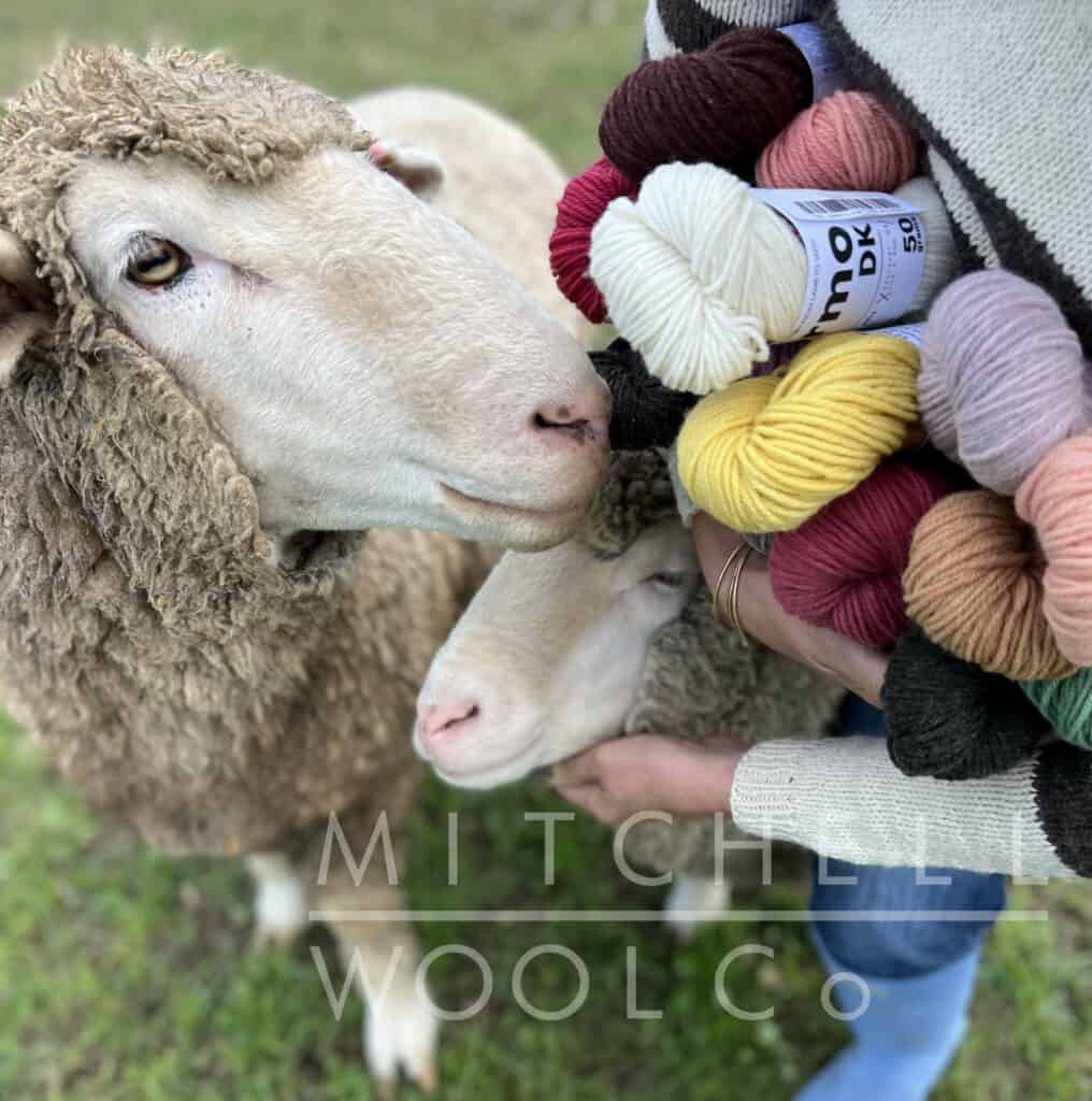 Two beige sheep nuzzle an armful of colorful yarn.