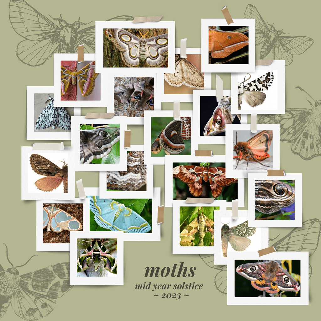 A collage of moth inspiration photos and the text Midyear solstice 2023.