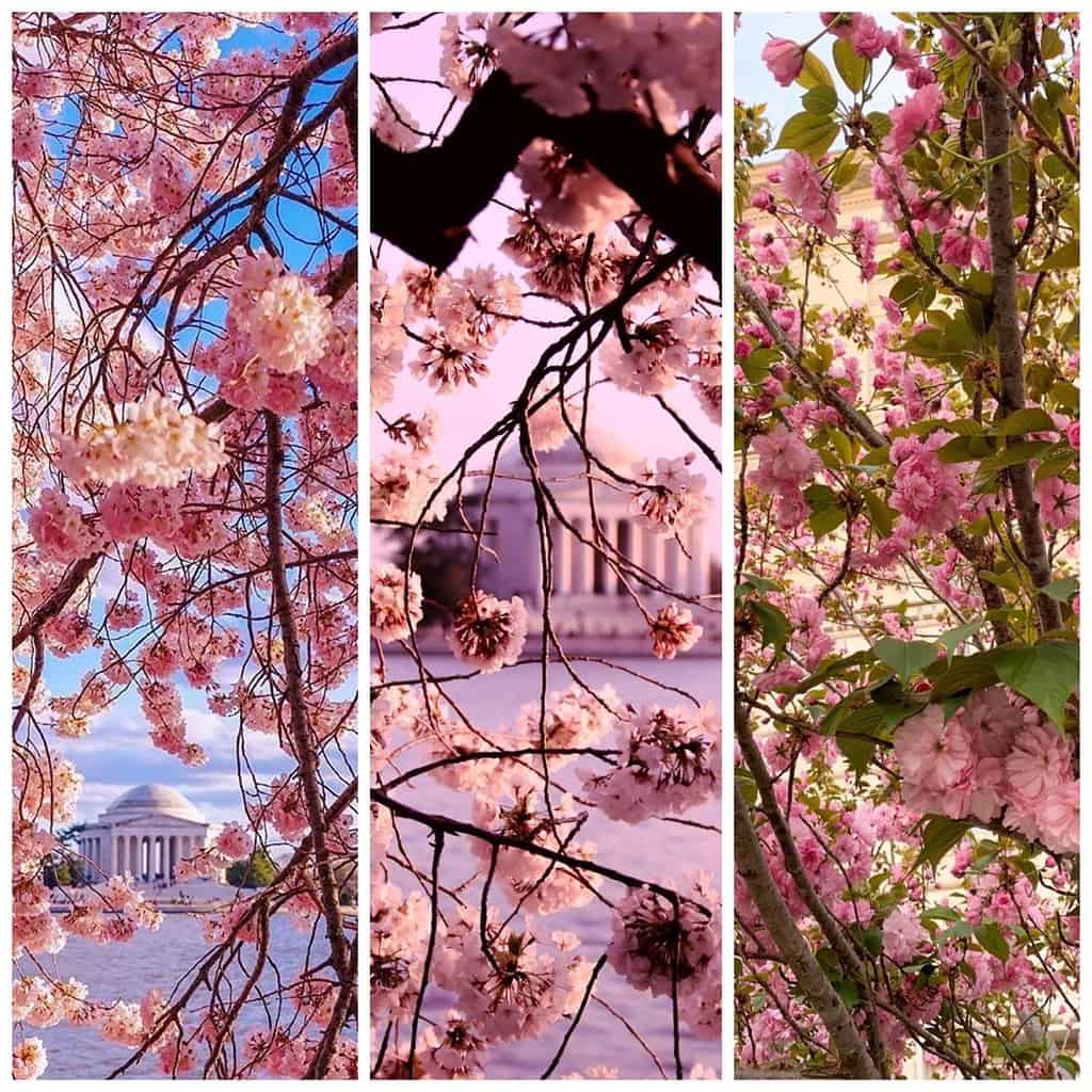 A photo collage of three images featuring pink flowers with buildings in the background.