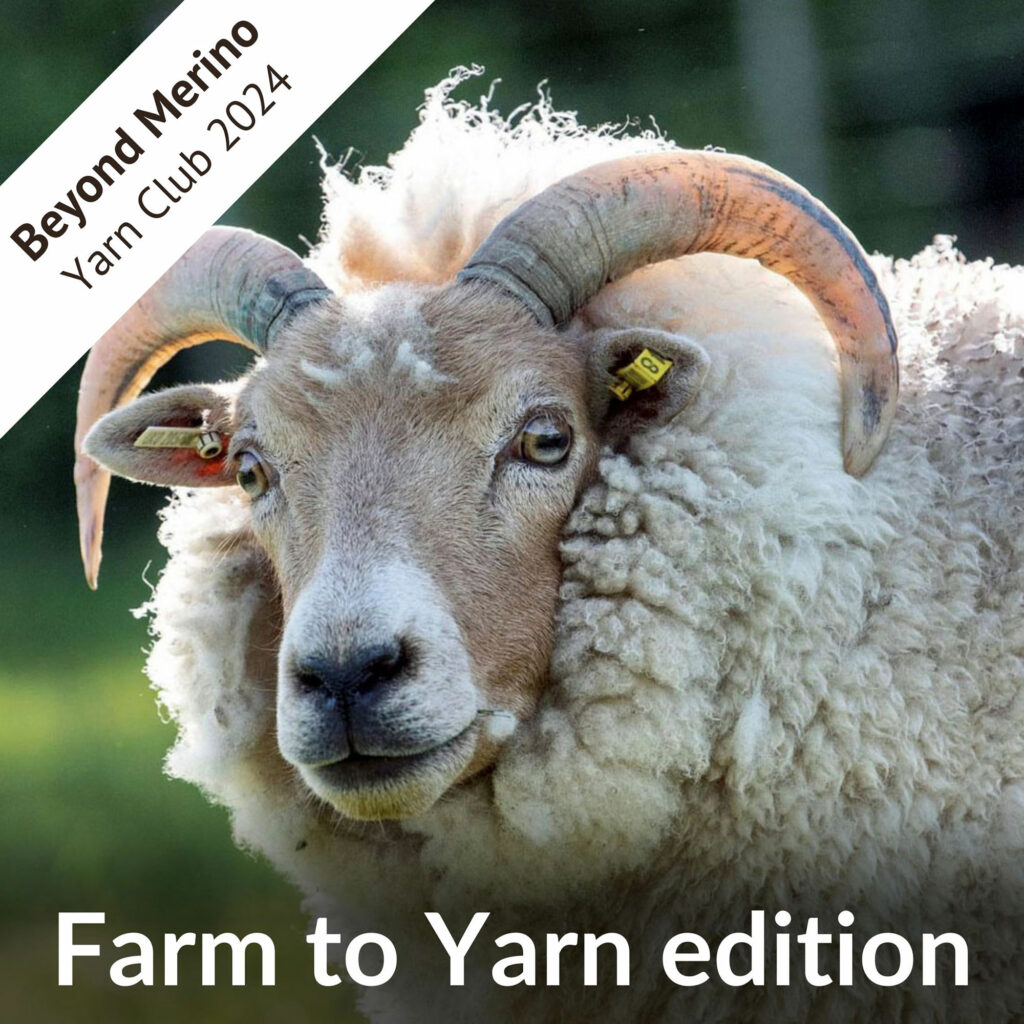 A photo of a sheep looking directly at the camera, with text overlaid that reads "Beyond Merino Yarn Club 2024, Farm to Yarn edition.”