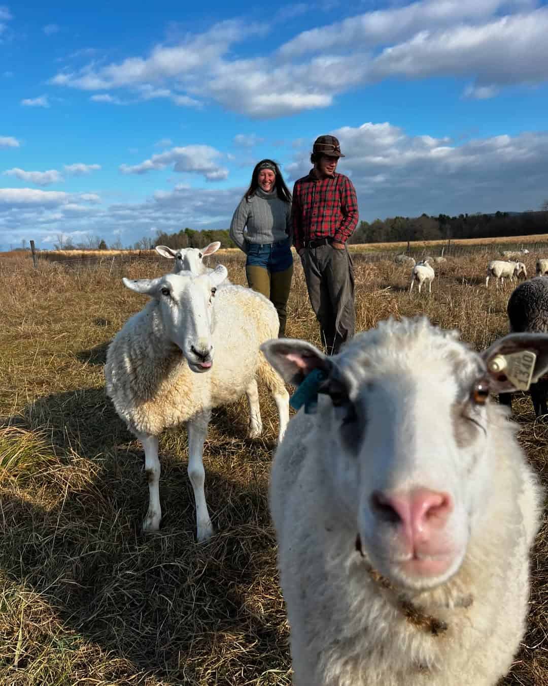 What to stash this week: Sheep to soulmates - Indie Untangled