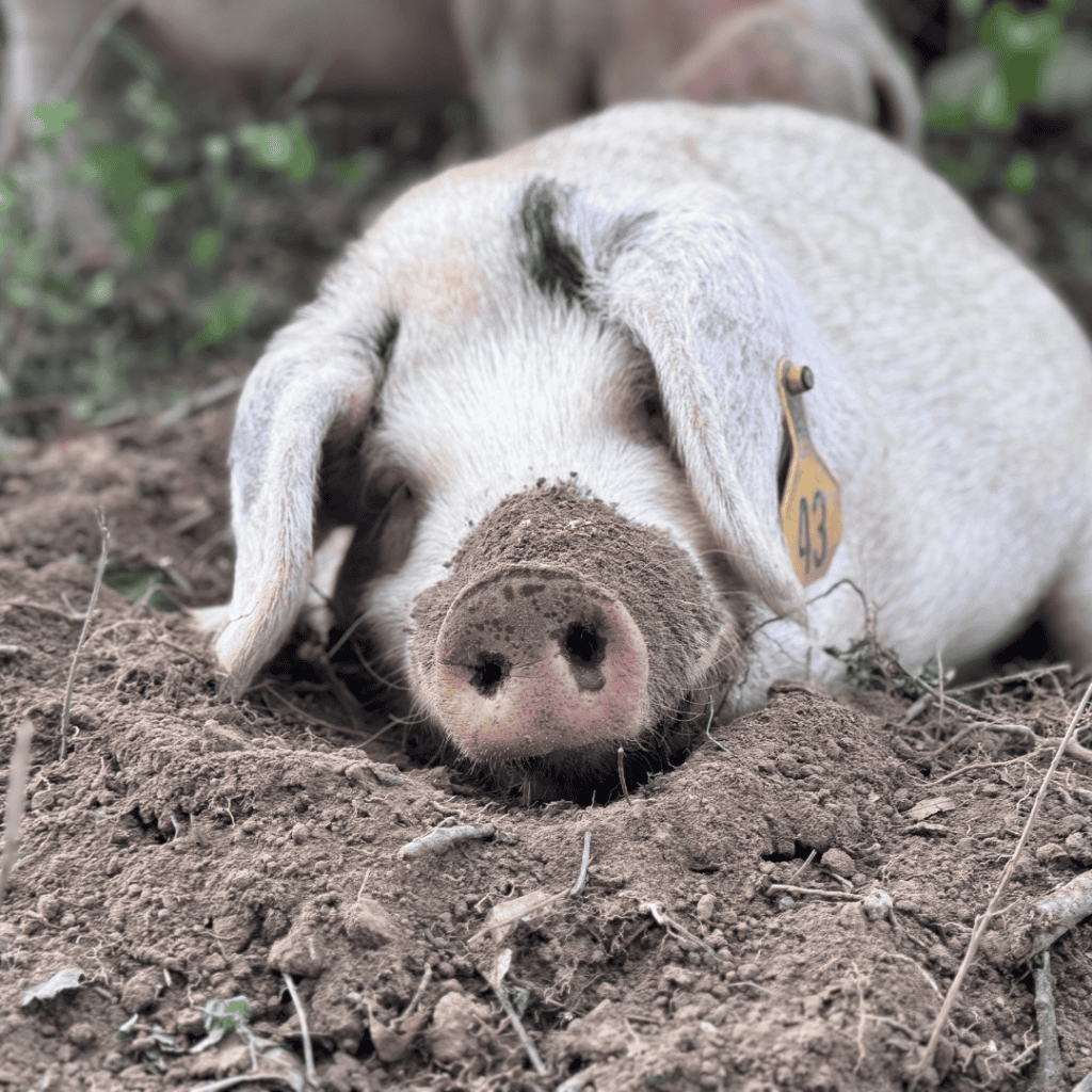A white pig with black spots and a yellow ear tag is lying in the dirt with its snout covered in soil. The pig is resting peacefully with eyes half closed.