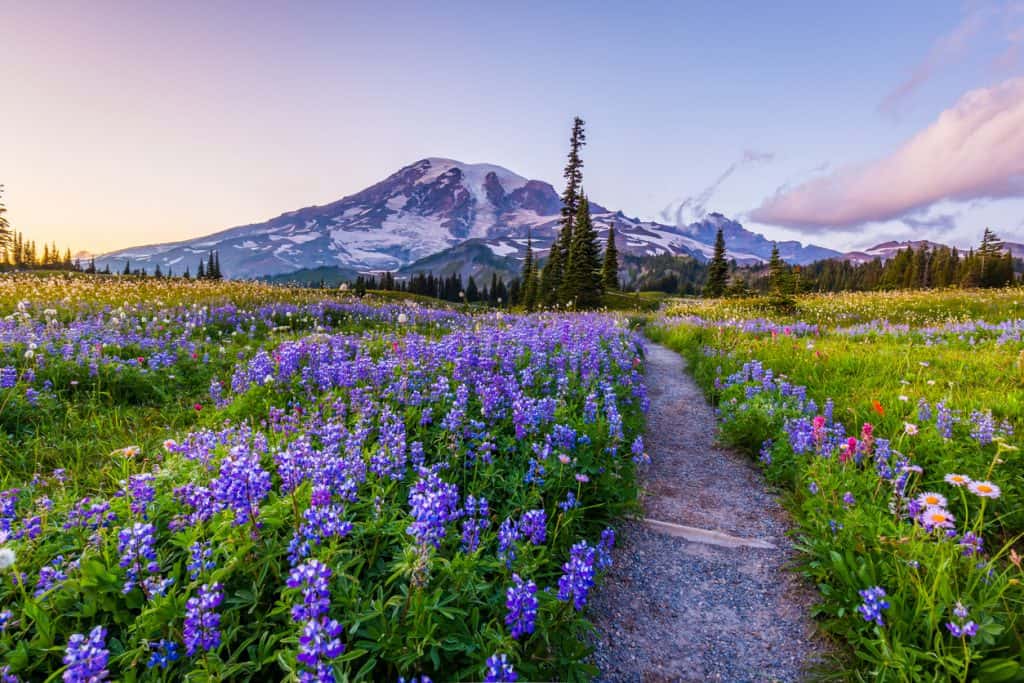 A trail through purple, pink, and red wildflowers leads to a snow-capped Mount Rainier.