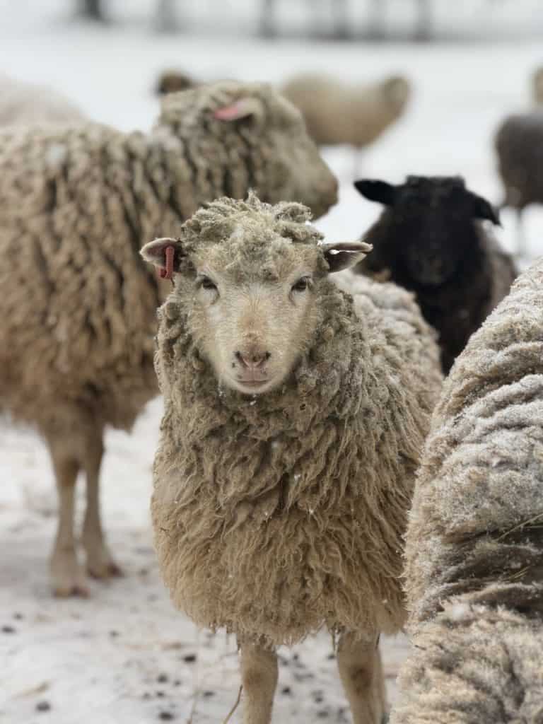Close-up of sheep standing outdoors in light snow, focusing on one sheep with thick, curly fleece while others blur into the background.