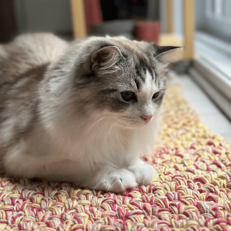 A fluffy gray-and-white cat rests on a textured, multicolored crocheted rug near a window, lying with its paws tucked under its body in a relaxed pose; no people are visible.