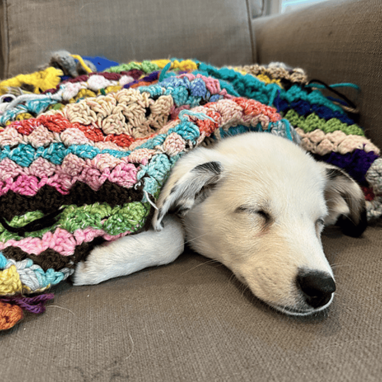 A small light-colored puppy sleeps on a couch partially covered by a bright, multicolored crocheted blanket, resting peacefully; no people are visible.