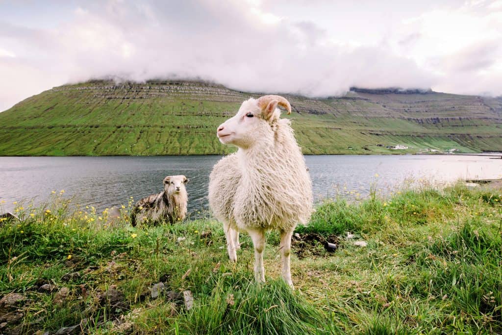 A sheep by a body of water and moss covered cliff.