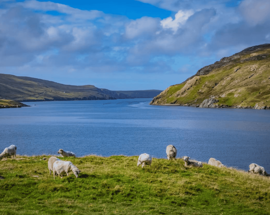 A flock of white sheep graze on a grassy hillside overlooking a calm blue sea loch, with dramatic green and rocky hills rising on either side under a partly cloudy blue sky — a classic Scottish Highland landscape.